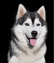 siberian husky free to good home